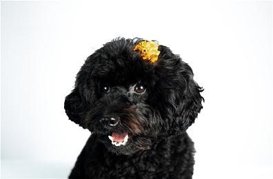 Xbox与Meister Watches推出限量版联名腕表产品